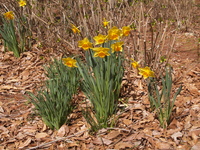 Daffodil 02.jpg